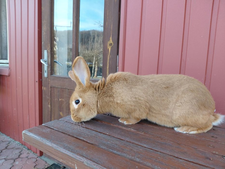 Królik Burgundzki - Samiec