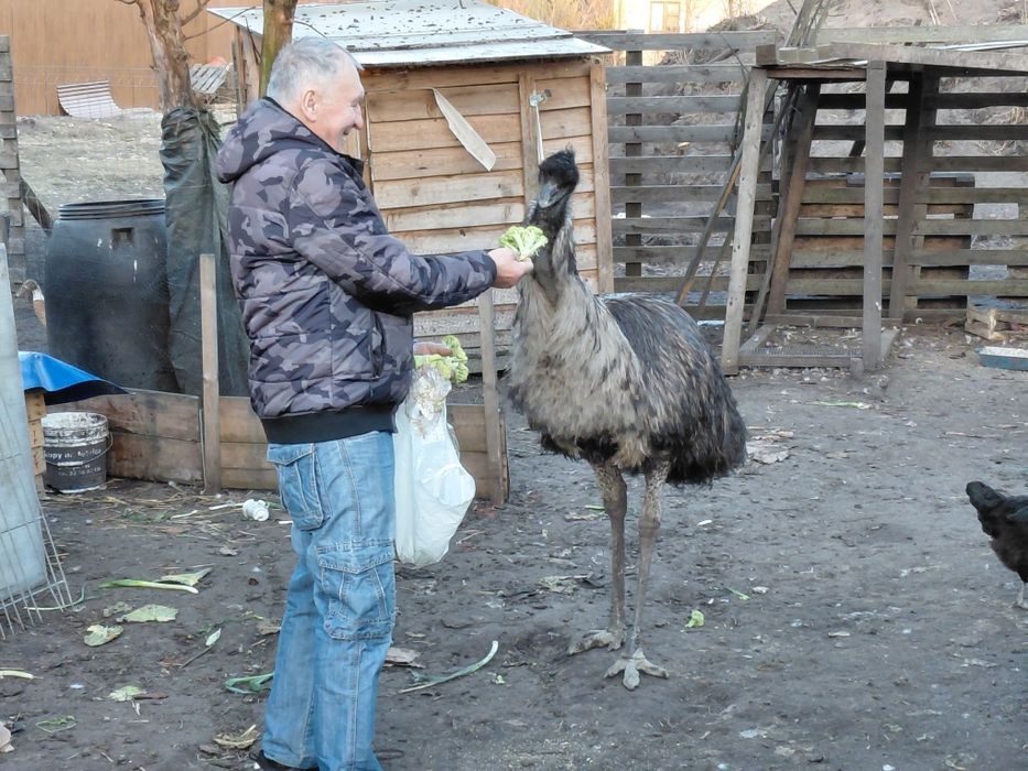 Emu samiec 4lata i samica 6lat