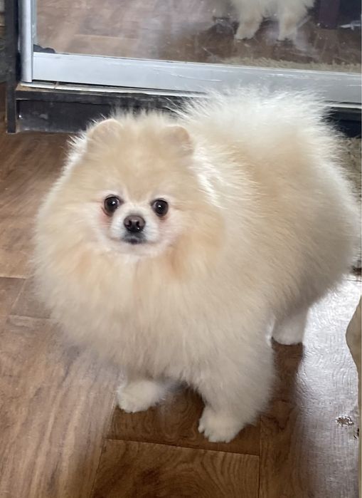 Вязка померанський  шпиц