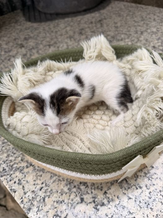 Gatinhos bebes para adocao responsavel