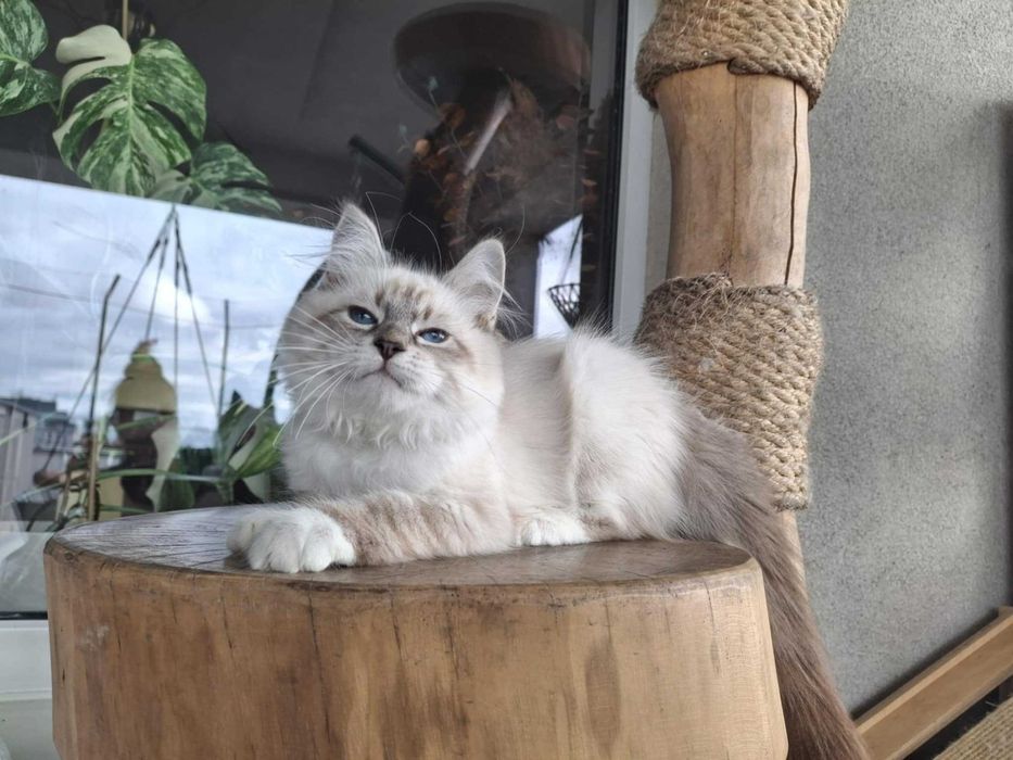 Twoje Marzenie o Kocie – Neva Masquerade z Hodowli Kocia Osada*PL