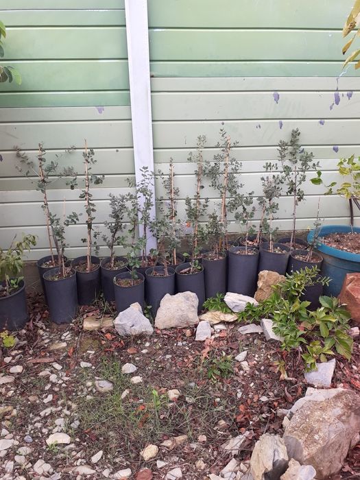 Azinheiras de bolota doce