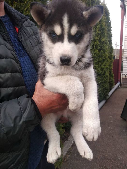 Продам цуценят Хаскі