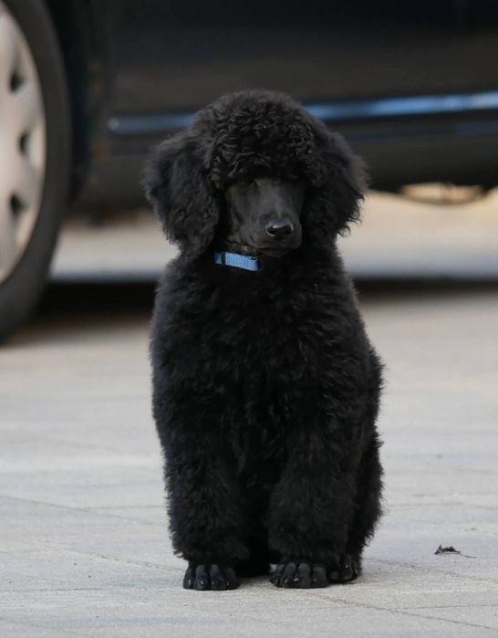 PUDEL DUŻY Czarny (Samiec )