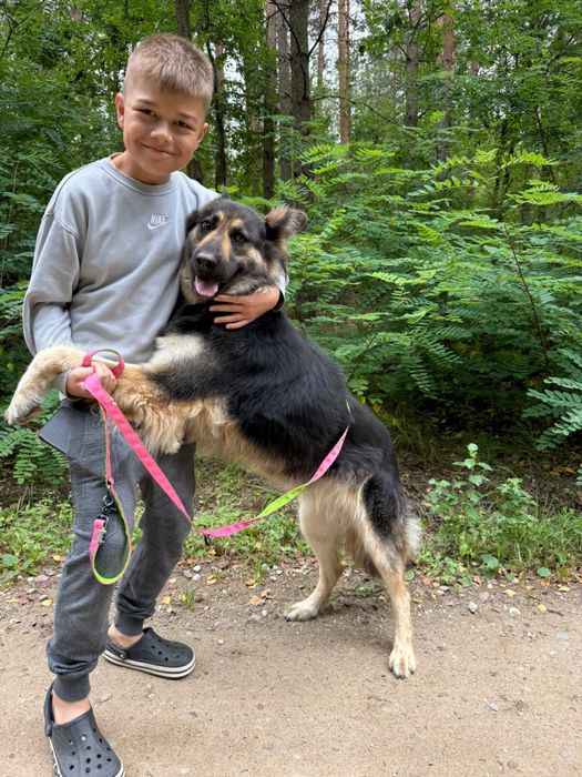 Owczarek niemiecki długowłosy – przyjacielska i czuła
