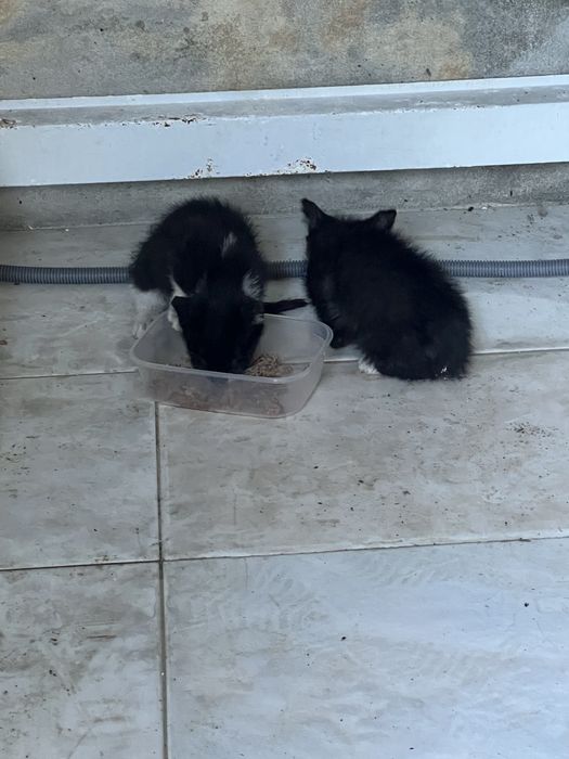 Gatas para adoção