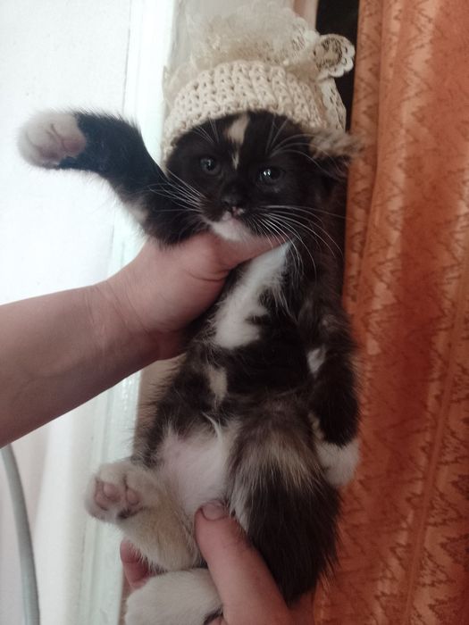 Віддам кошенят безкоштовно