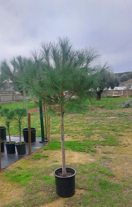 Lote 30 pinheiros mansos 1.70/1.90