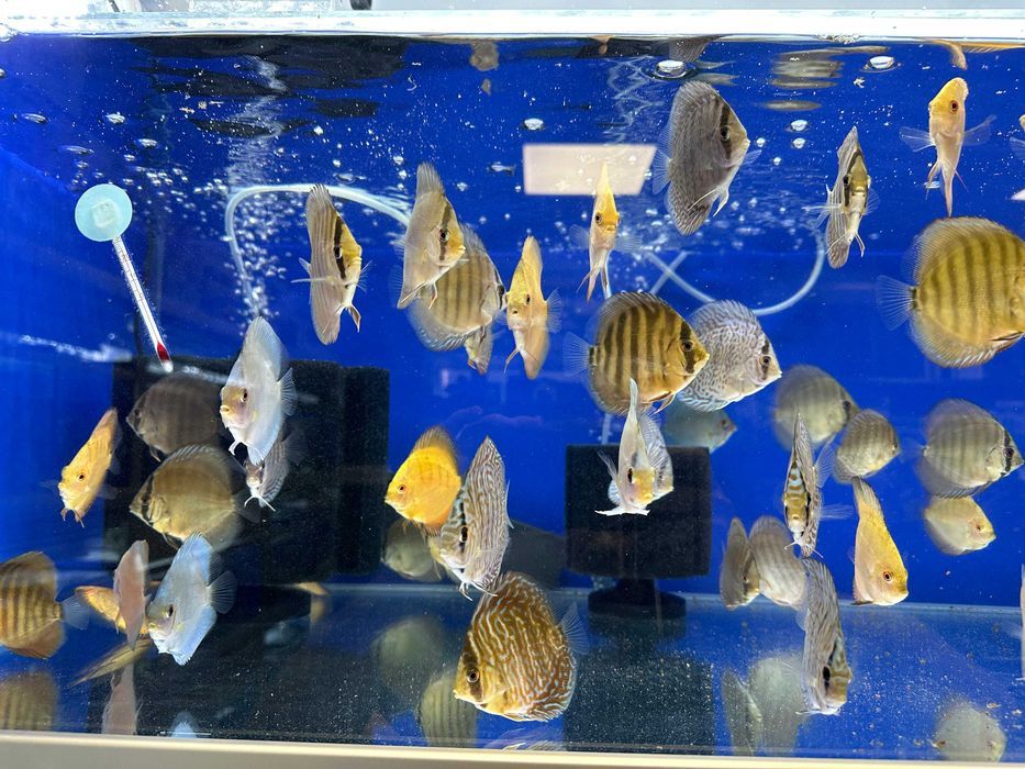 Paletki Dyskowce Discus mix odmian ok. 8cm