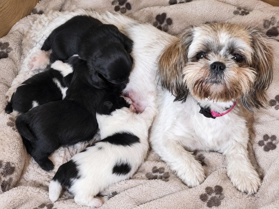 Piękne szczenięta shih tzu zapowiedź miotu