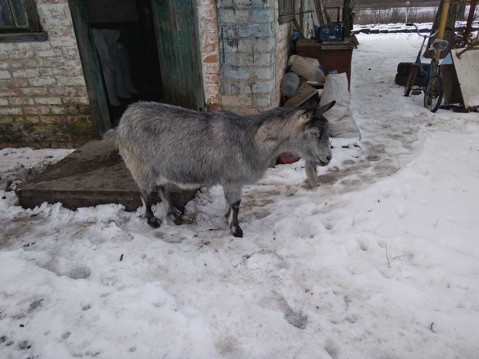 Продам козу,Зааненская порода
