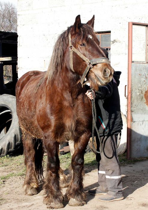 Klacz żrebna, księga główna, 5,5 roku
