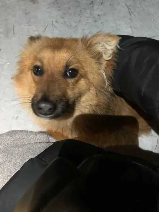 Ищет дом! Небольшой пес