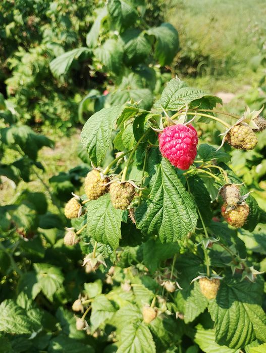 Maliny ekologiczne