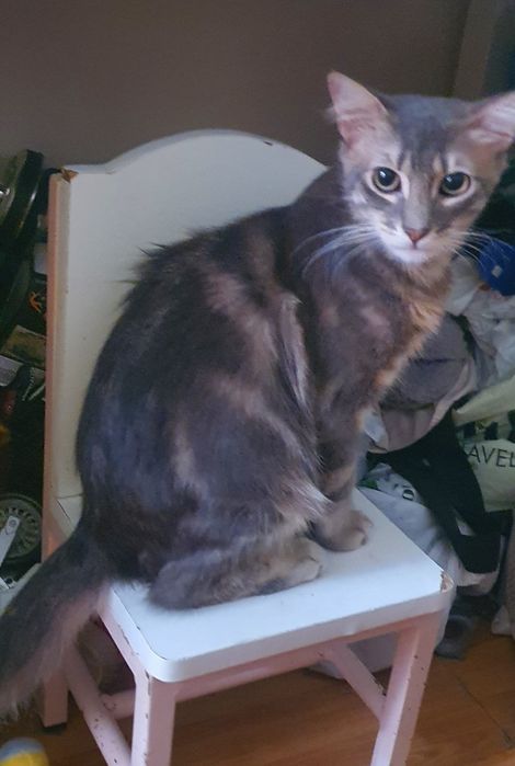 Gatinho para adoção responsável