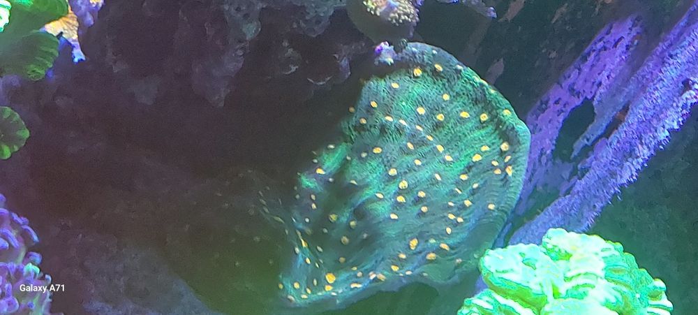 Diversos corais para venda