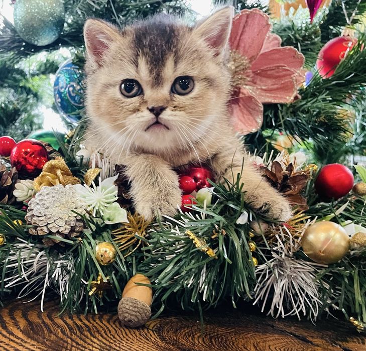 Розкішна шотландська дівчинка золота шиншила