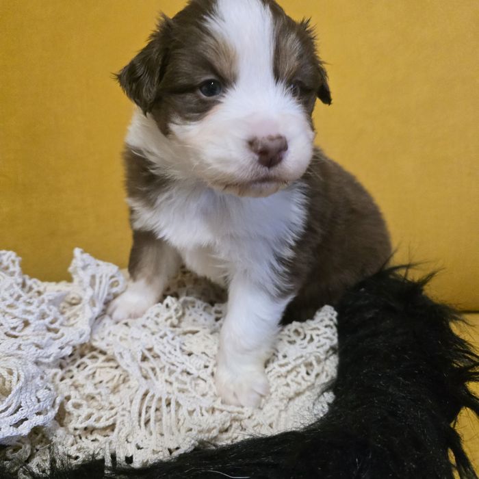 Owczarek australijski FCI samiec Macho