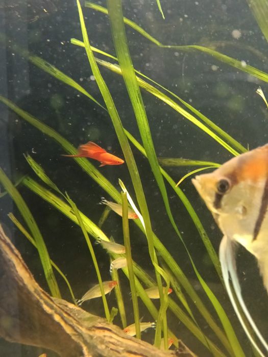 Mieczyk Delta ,samiec mieczyka Delta