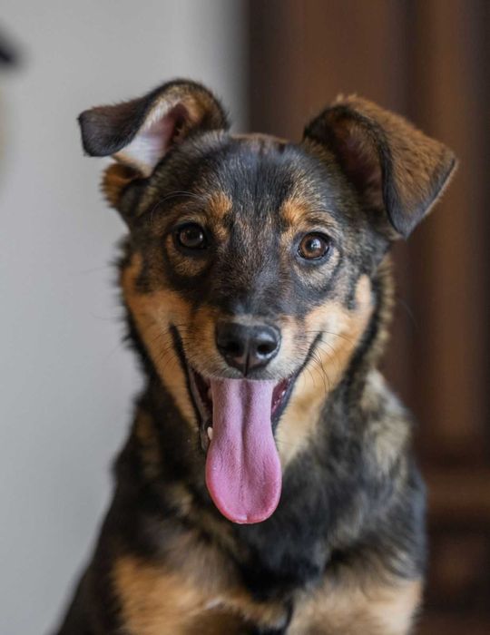 Дівчинка Цуценя Безкоштовно