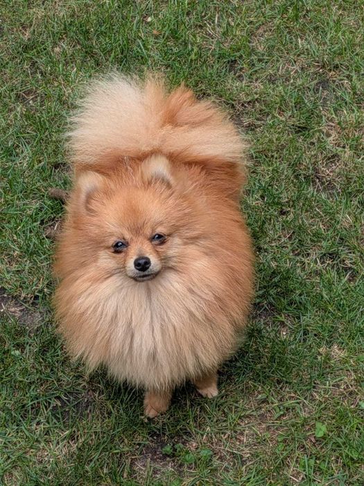 szpic miniaturowy pomeranian