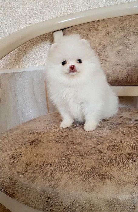 Міні дівчинка померашка