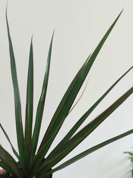 [Planta] Dracaena