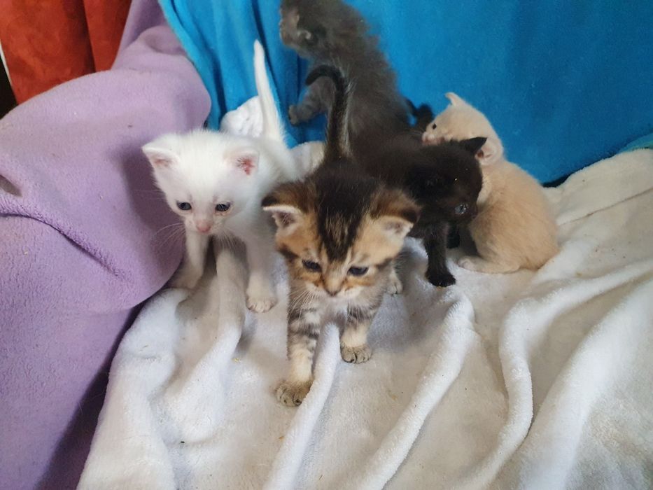 Котята шотланцы, все коты