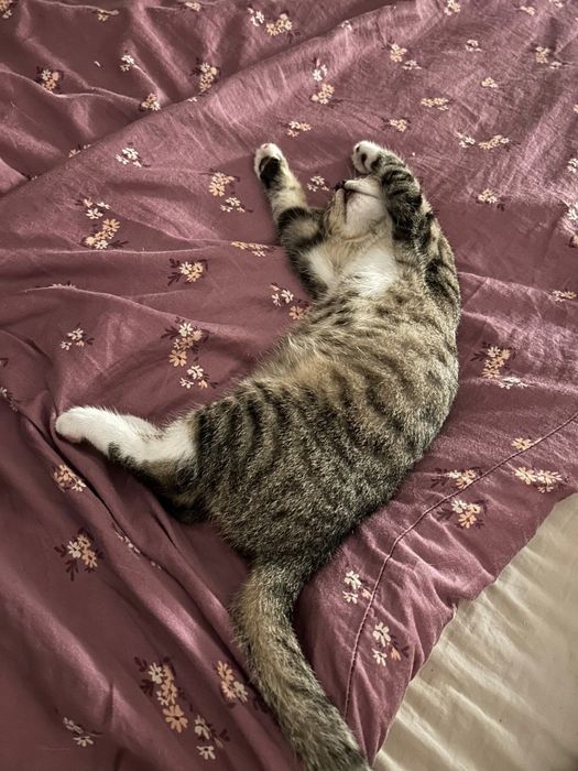 Młody Toto szuka domku!