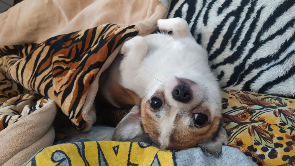 Кобель чихуа для вязки