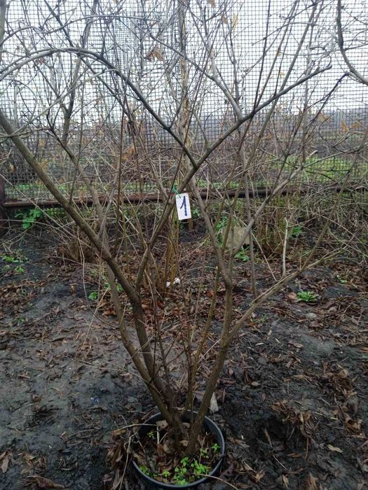 Гранатові дерева