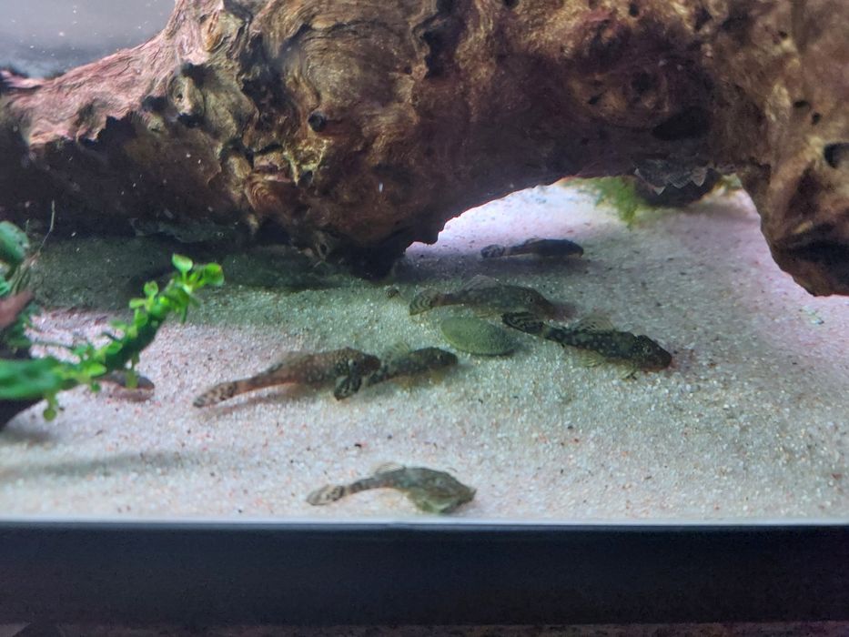 (Atualizado)Ancistrus SP
