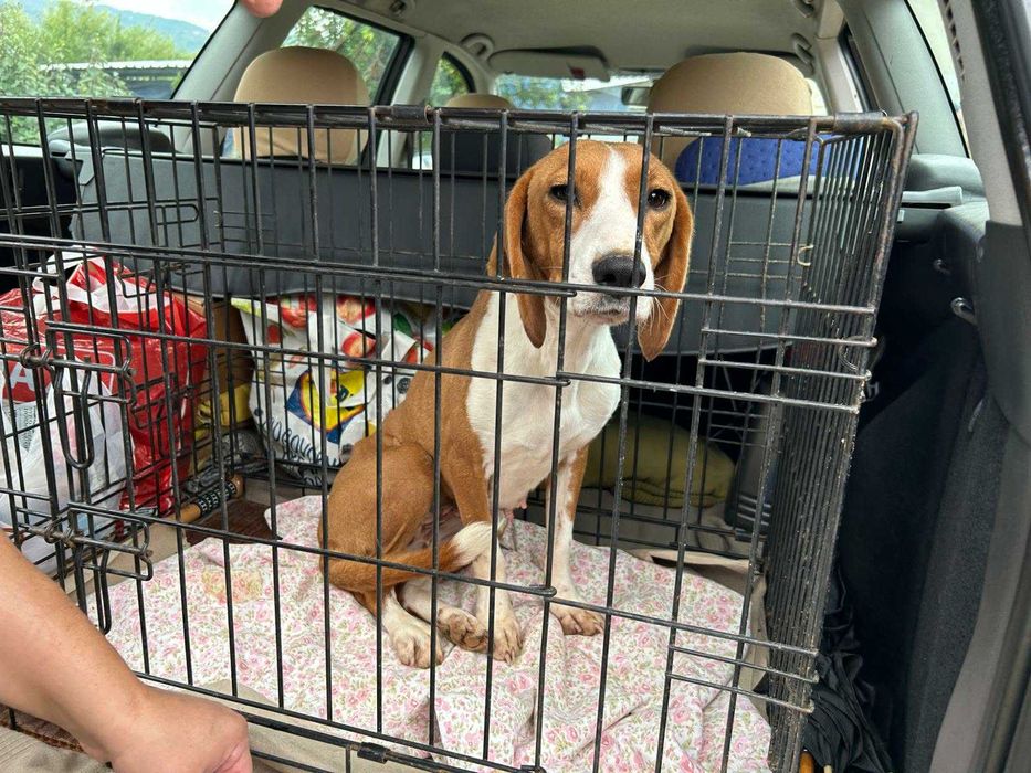 Gończy chorwacki do adopcji