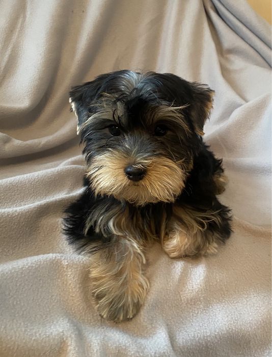 Джентельмен йорка