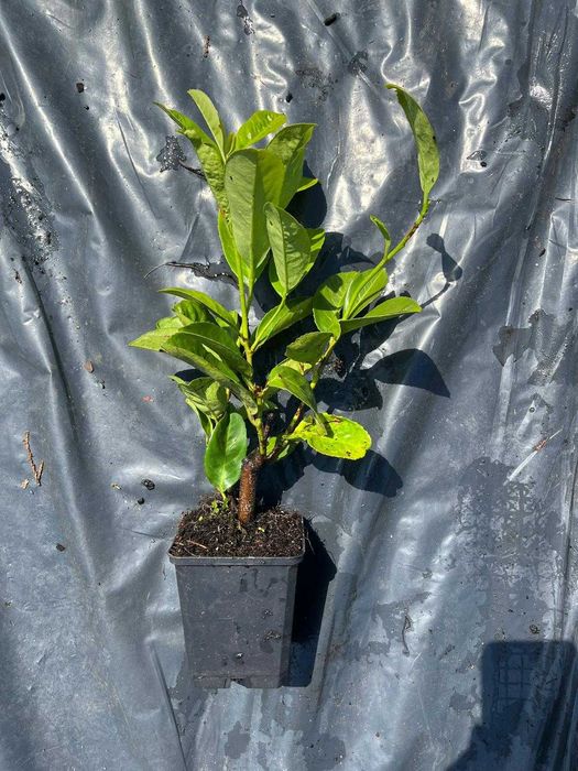 Laurowiśnia Novita do 100cm Trans Gratis Oborniki