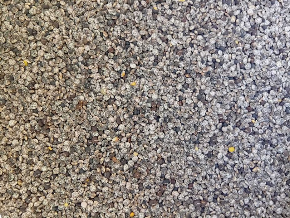 Tremocilha limpa e isenta de infestantes