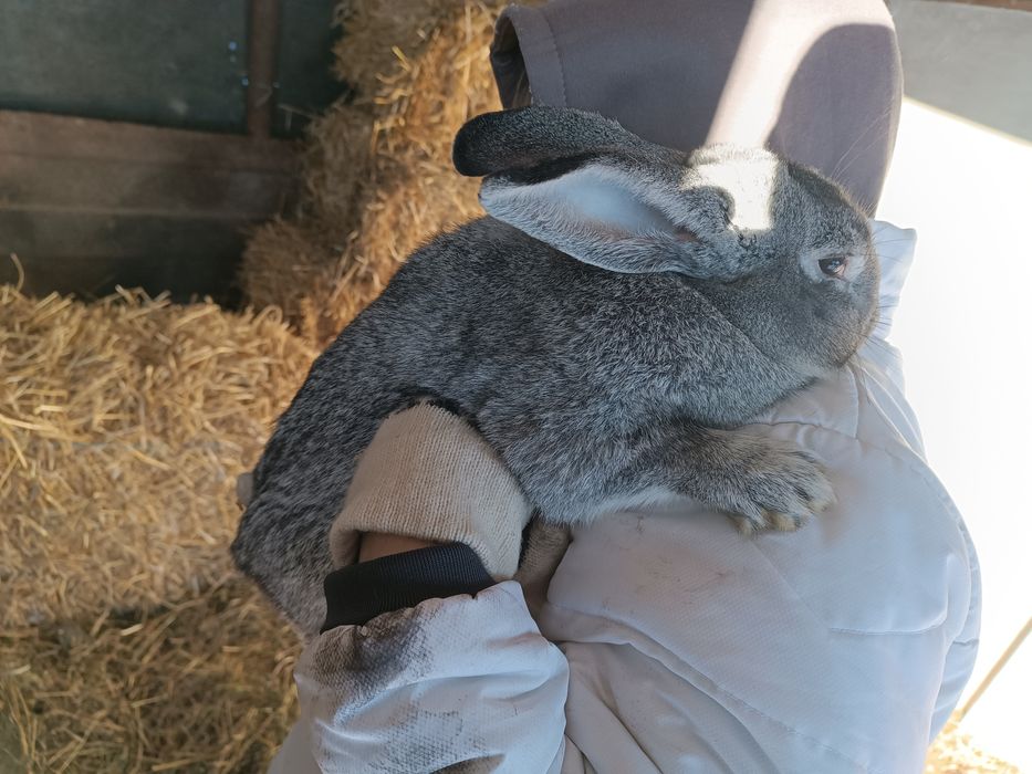 Продам кролів,вік- до року.