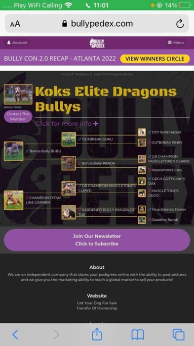American Bully Pocket