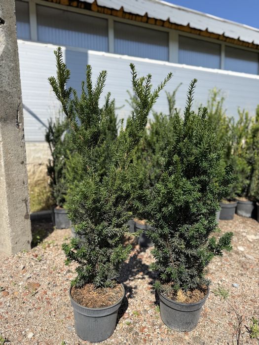 Cis pośredni 'Hillii' 90cm doniczka  5l (Taxus ×media 'Hillii')