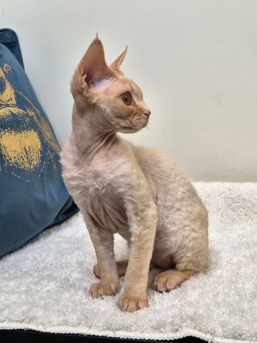 Devon rex, piekny kocur devon rex, FPL, FIFE