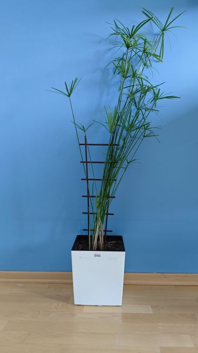 Piękny Duży Papirus z Doniczką