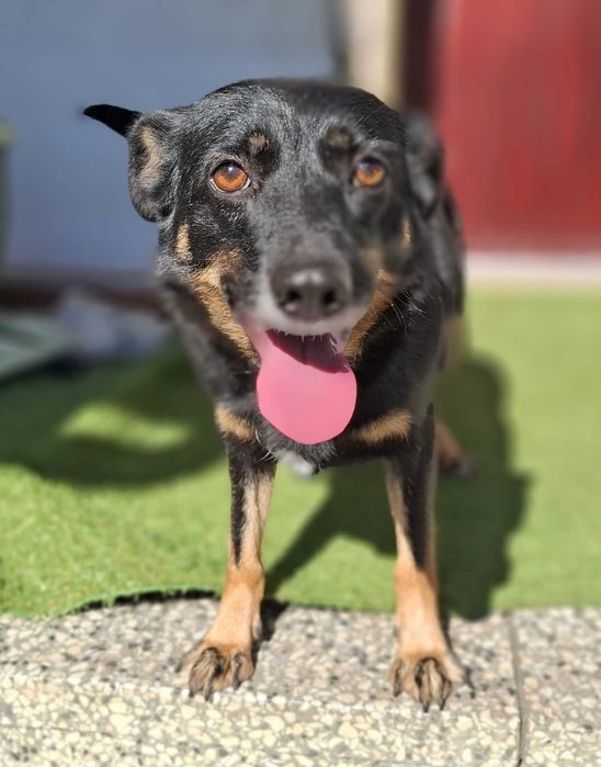 Młoda Zośka czeka na dom