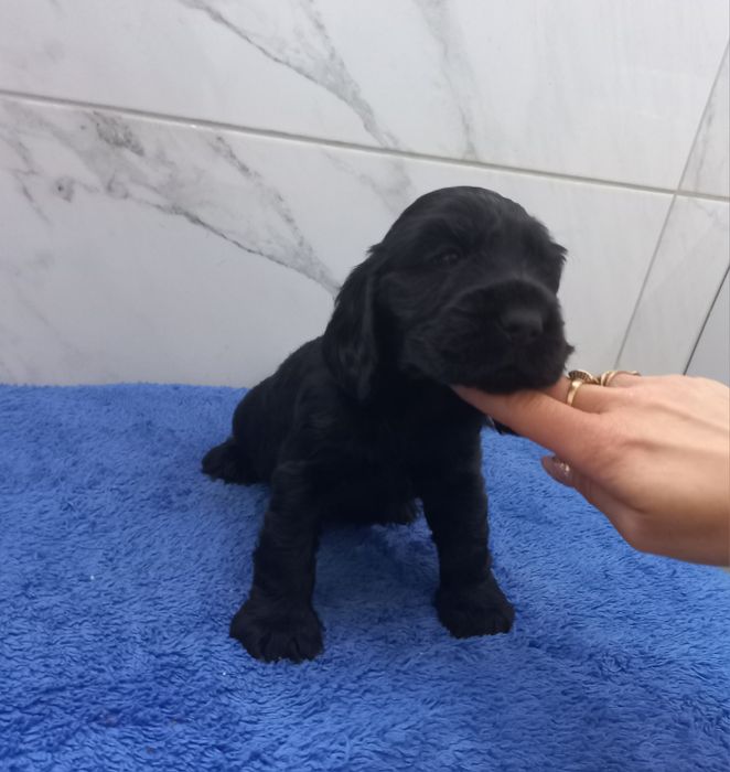 Cocker Spaniel Angielski Piesek