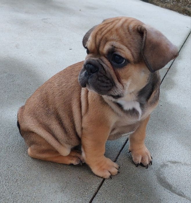 Bulldog francês menino red fawn