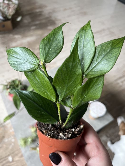 Хойа полінеура (hoya polyneura)