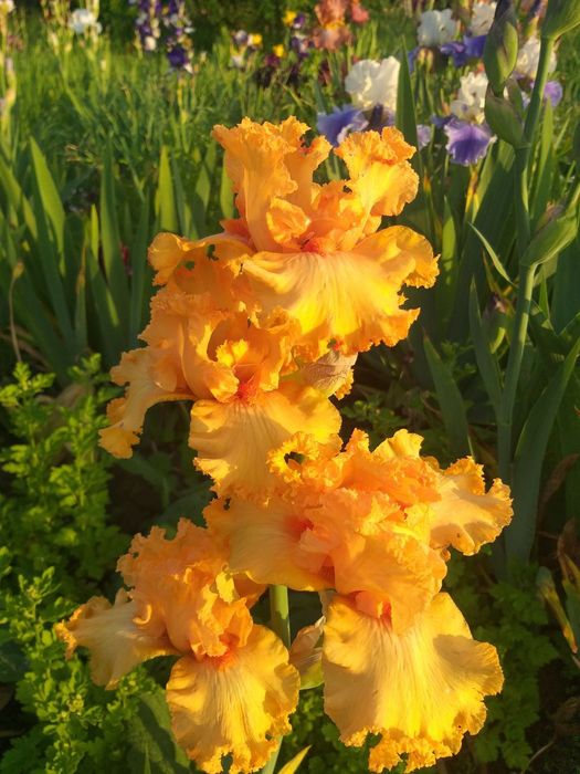 Продам набір ірисів