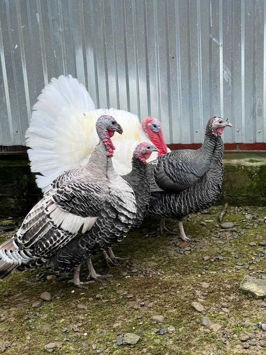 Продам три індички