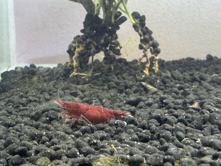 Neocaridinas Fire Red 1,10€