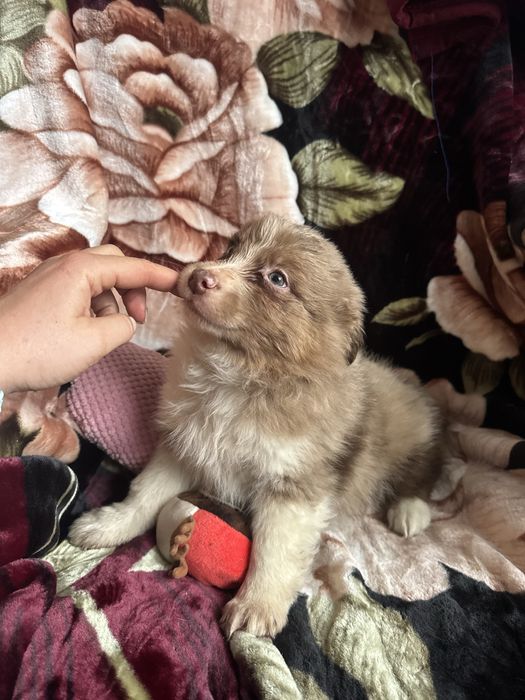 Owczerek australijski czekoladowy merle