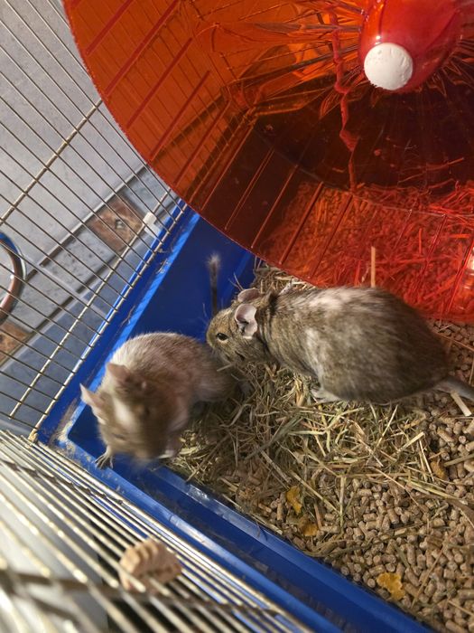 Koszatniczki plus klatka